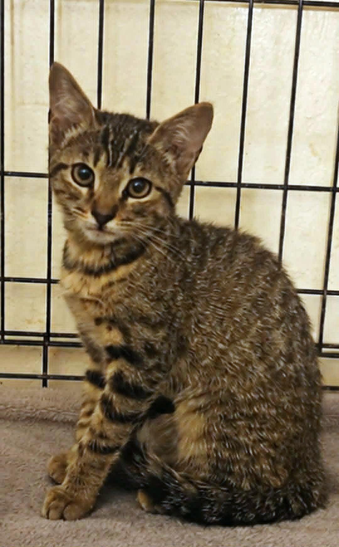 Enlarge Jade, an adopted Tabby in Yuba City, CA image 1/1