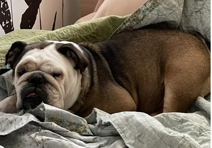 DAISY MAISIE, a Adoptable English Bulldog in Bonney Lake, WA image 3/3