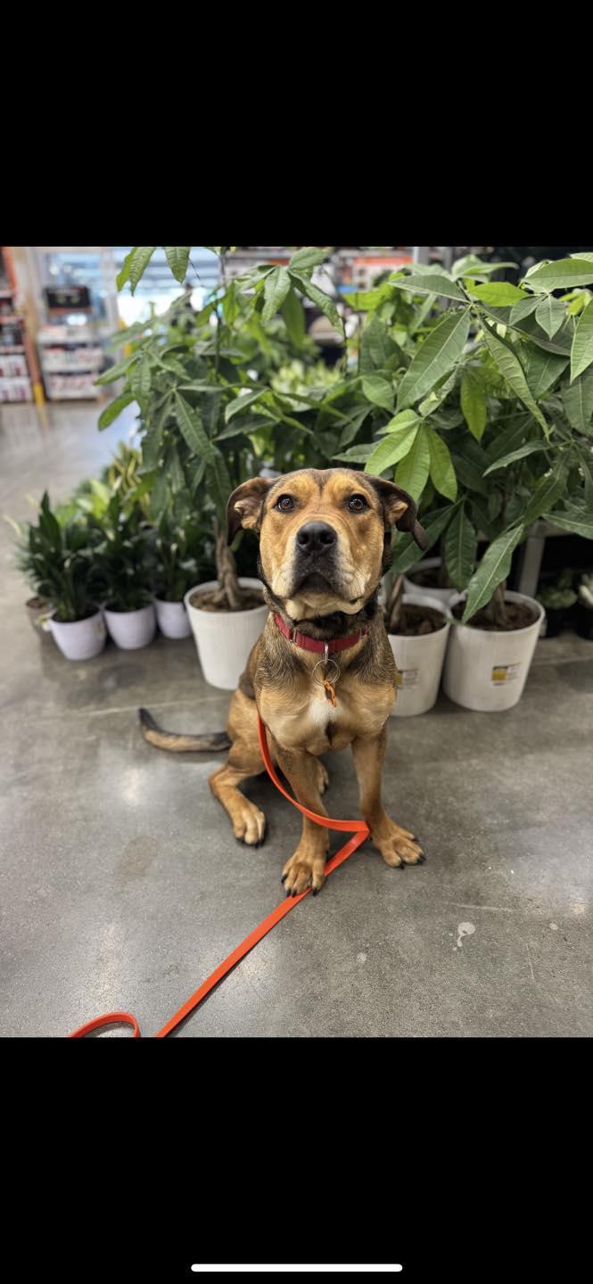 Chibi, a Adoptable mixed breed in CLINTON, WA image 1/6