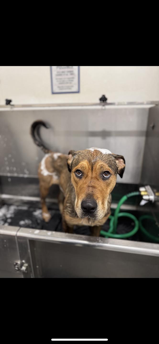 Chibi, a Adoptable mixed breed in CLINTON, WA image 5/6