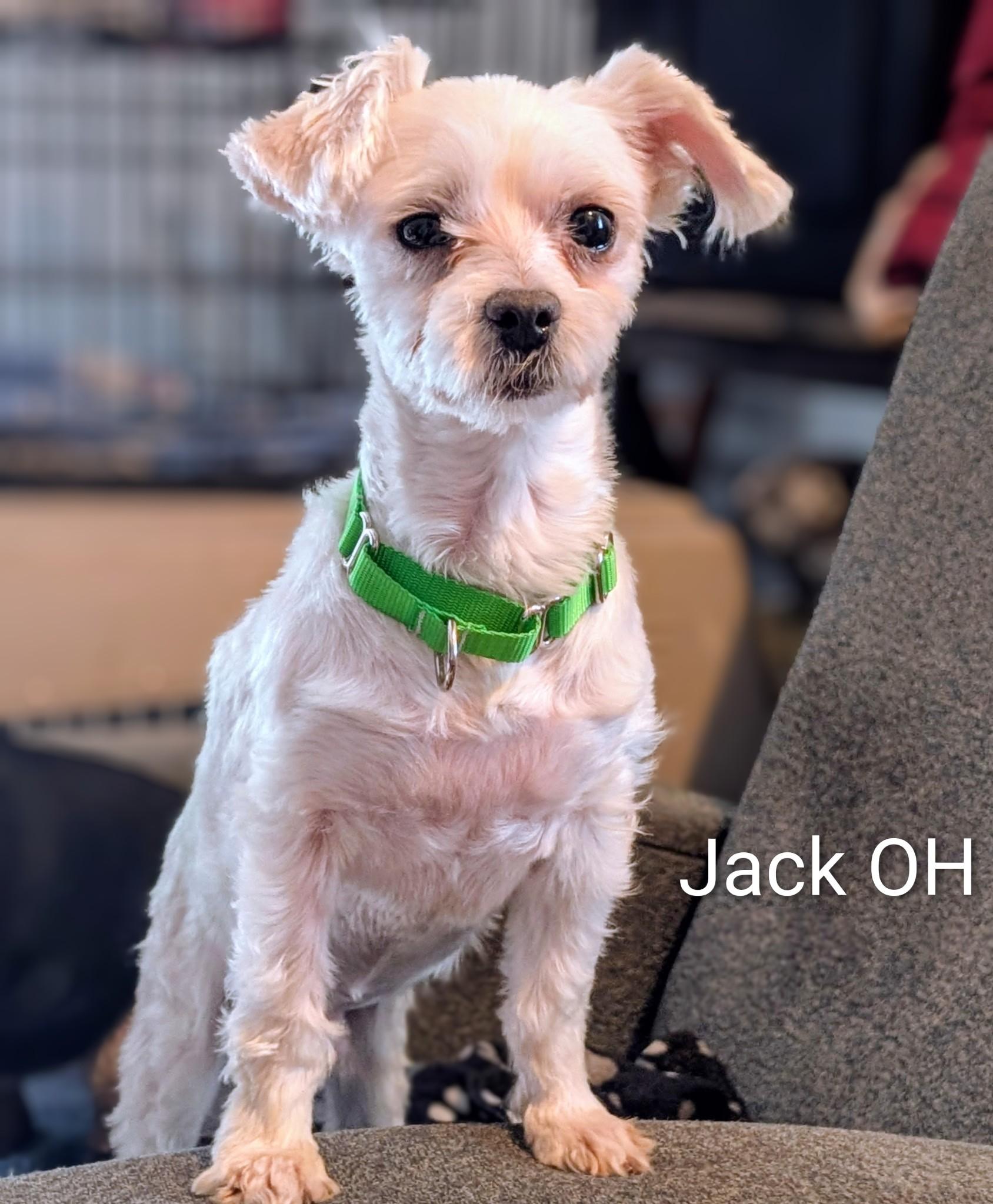 Jack, Adoptable, Adult Male Maltese.
