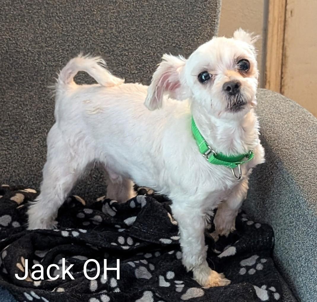 Enlarge Jack, a Adoptable Maltese in Holland, OH image 2/2