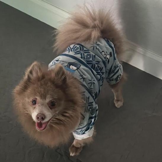 Enlarge Pete, a Adoptable Pomeranian in Palm Harbor, FL image 3/6