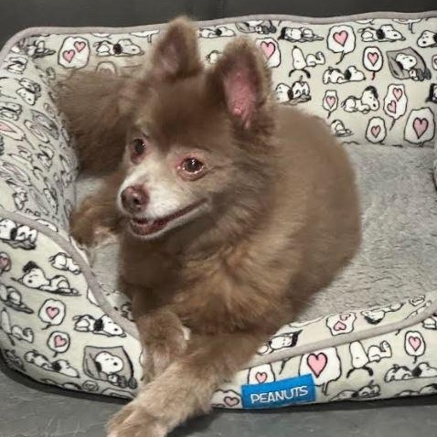 Pete, Adoptable, Adult Male Pomeranian.