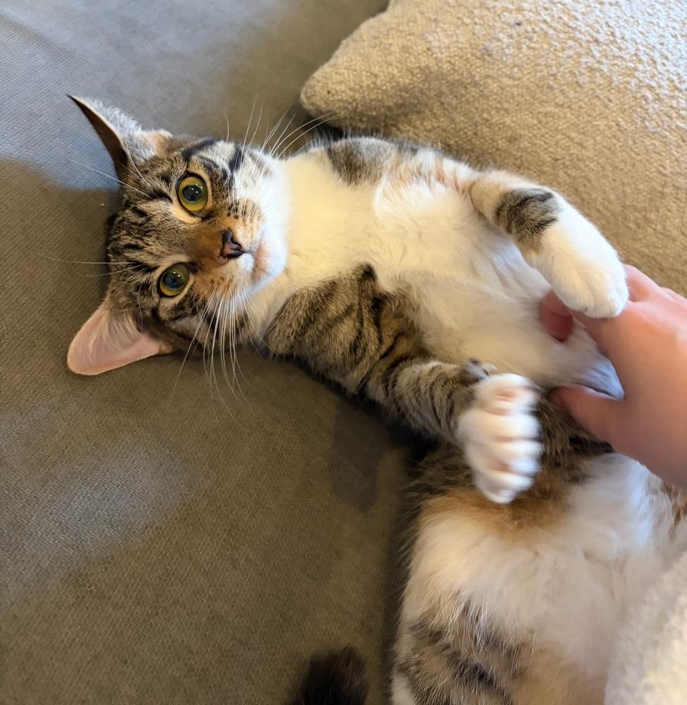 Delilah *FOSTER TO ADOPT*, a Adoptable Domestic Short Hair in New York, NY image 1/6