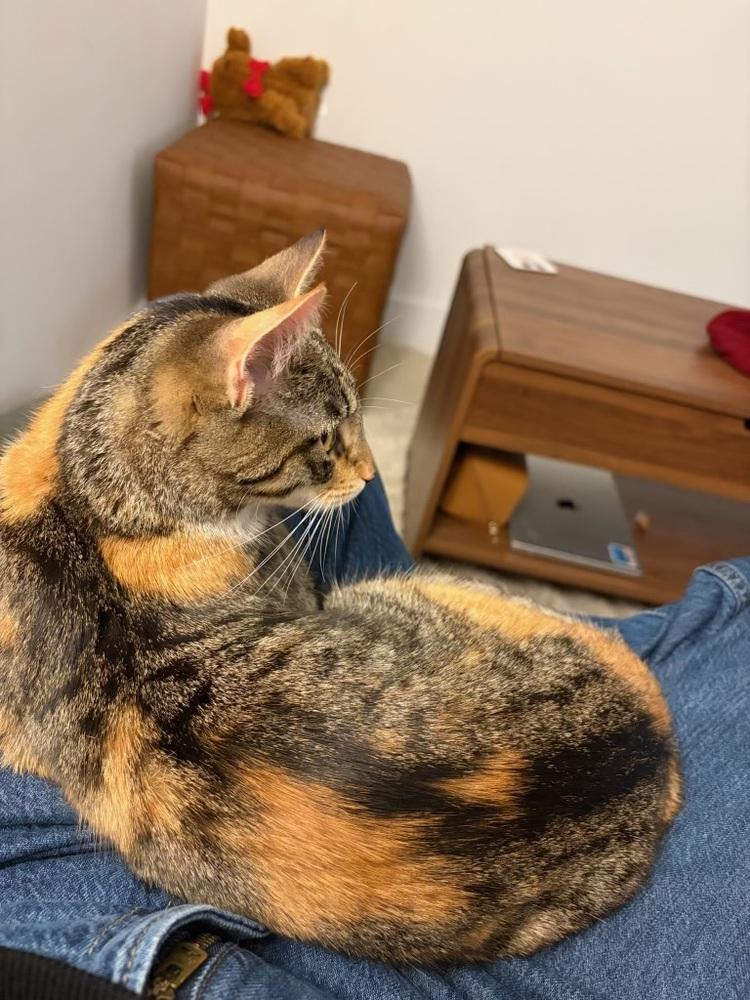 Delilah *FOSTER TO ADOPT*, a Adoptable Domestic Short Hair in New York, NY image 2/6
