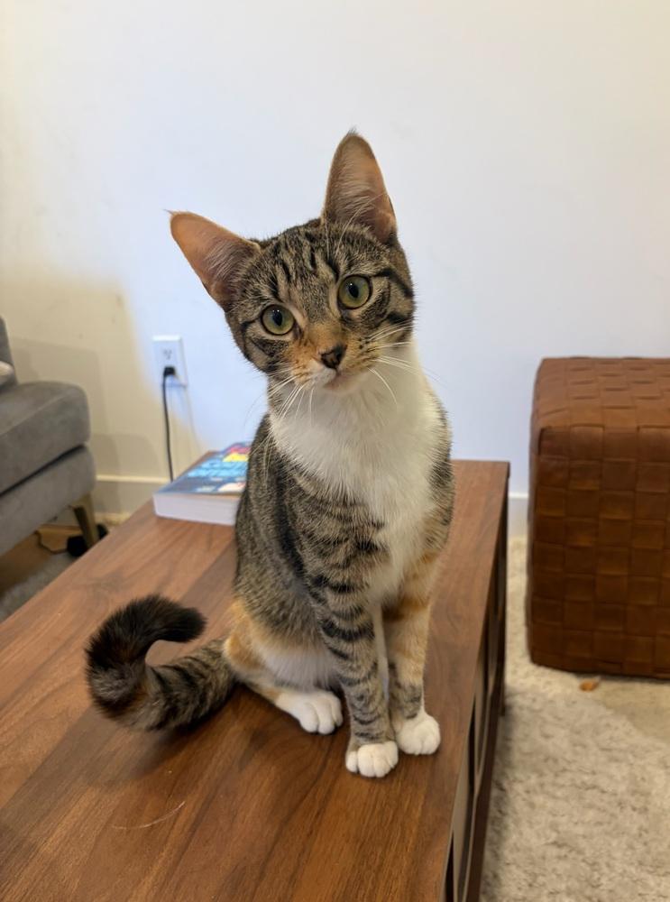 Delilah *FOSTER TO ADOPT*, a Adoptable Domestic Short Hair in New York, NY image 3/6