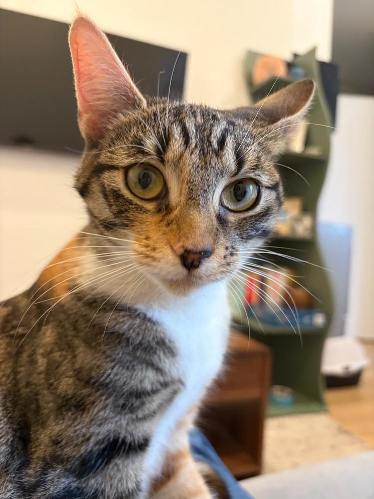 Delilah *FOSTER TO ADOPT*, a Adoptable Domestic Short Hair in New York, NY image 4/6