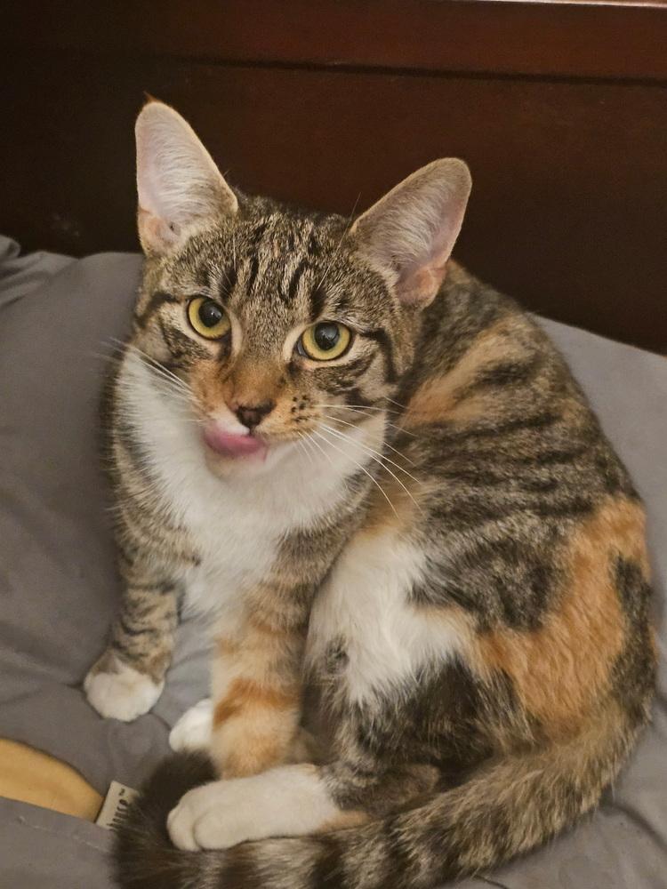 Delilah *FOSTER TO ADOPT*, a Adoptable Domestic Short Hair in New York, NY image 5/6
