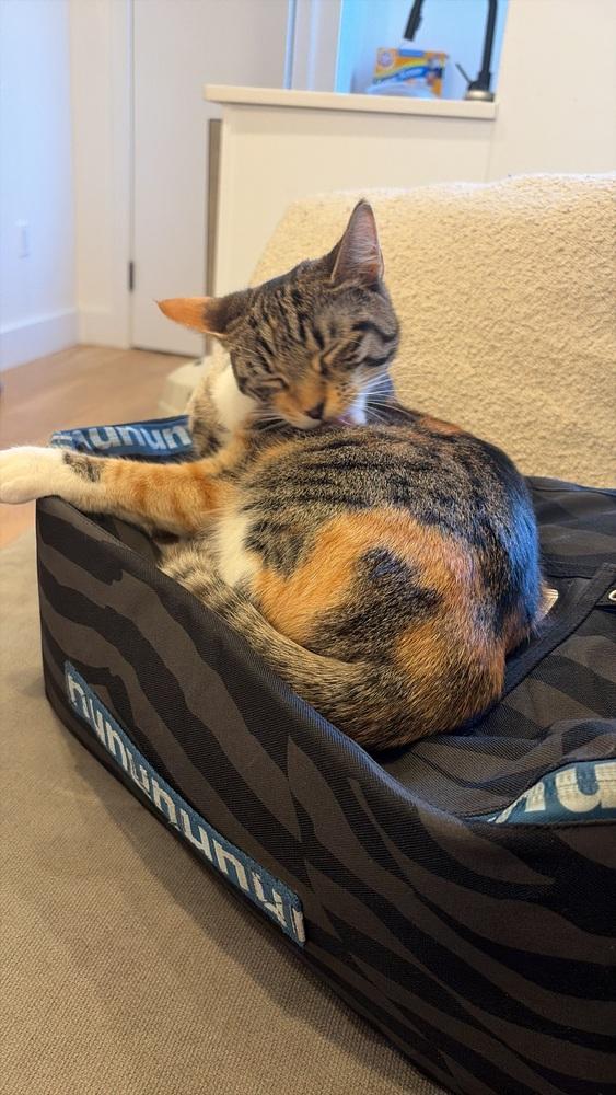 Delilah *FOSTER TO ADOPT*, a Adoptable Domestic Short Hair in New York, NY image 6/6