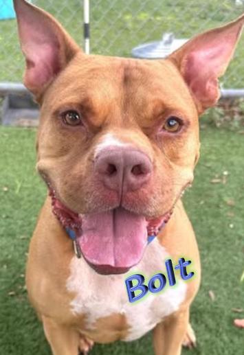 Bolt