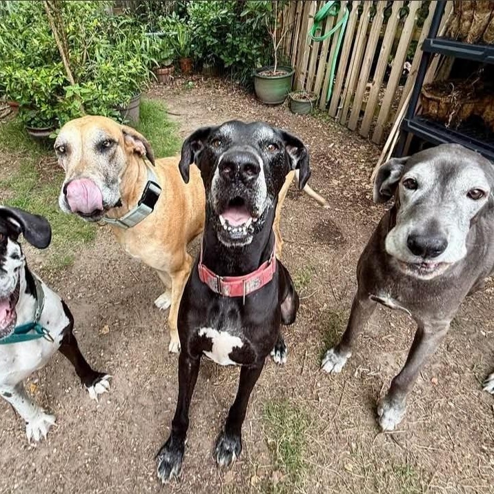 Enlarge Maurice aka Mo, a Adoptable Great Dane in Pensacola, FL image 3/6