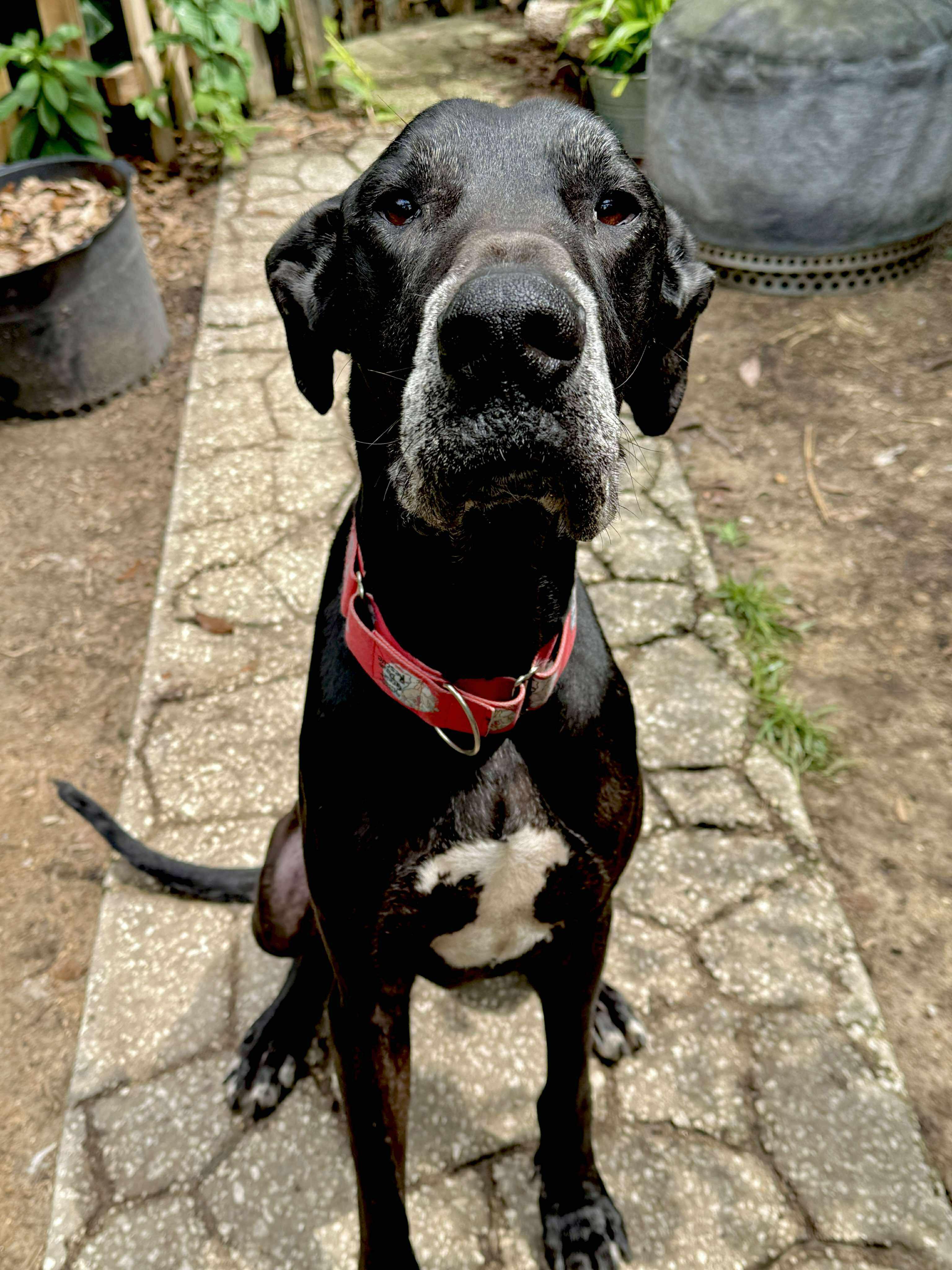 Maurice aka Mo, a Adoptable Great Dane in Pensacola, FL image 1/5