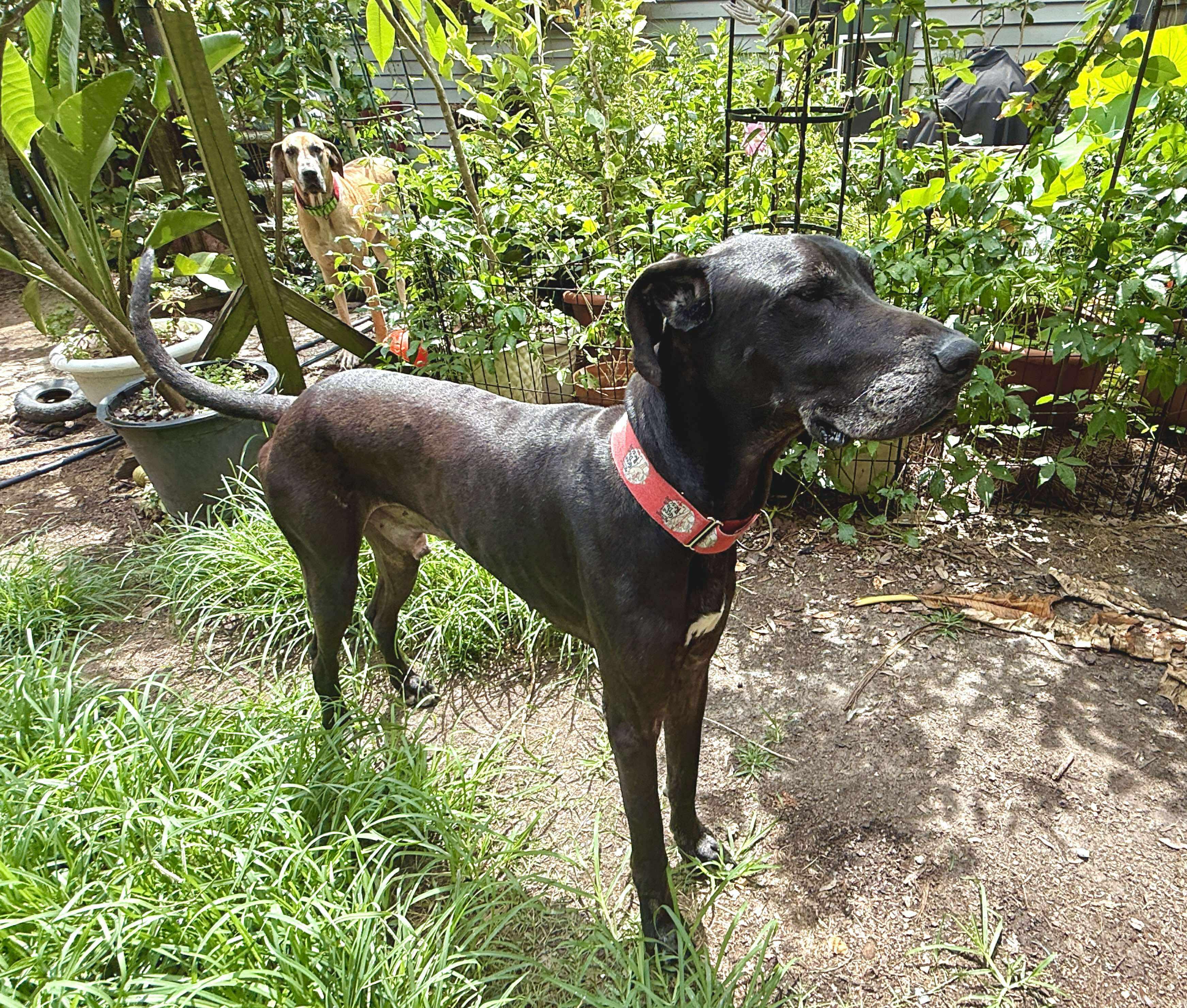Maurice aka Mo, a Adoptable Great Dane in Pensacola, FL image 2/5