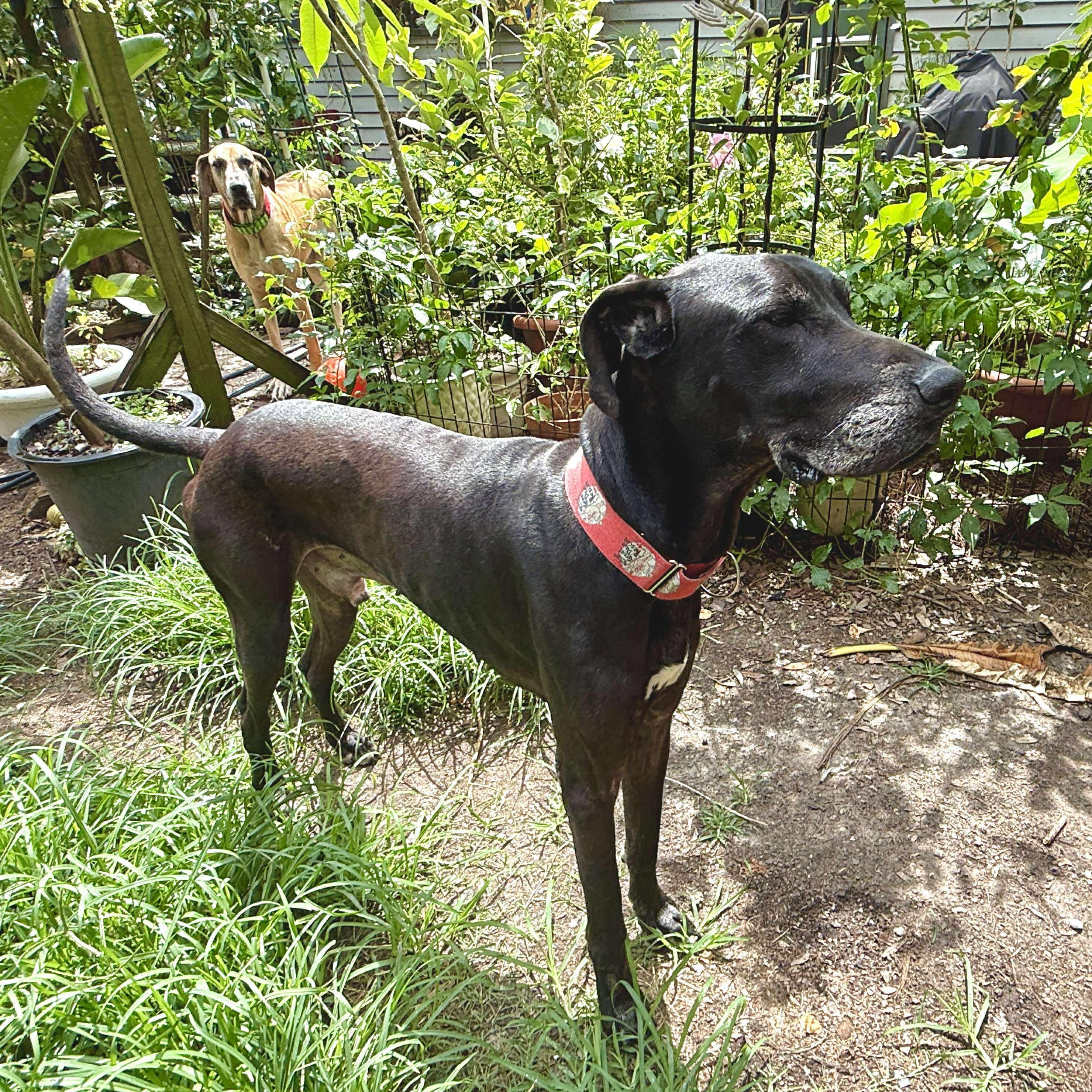 Enlarge Maurice aka Mo, a Adoptable Great Dane in Pensacola, FL image 4/6