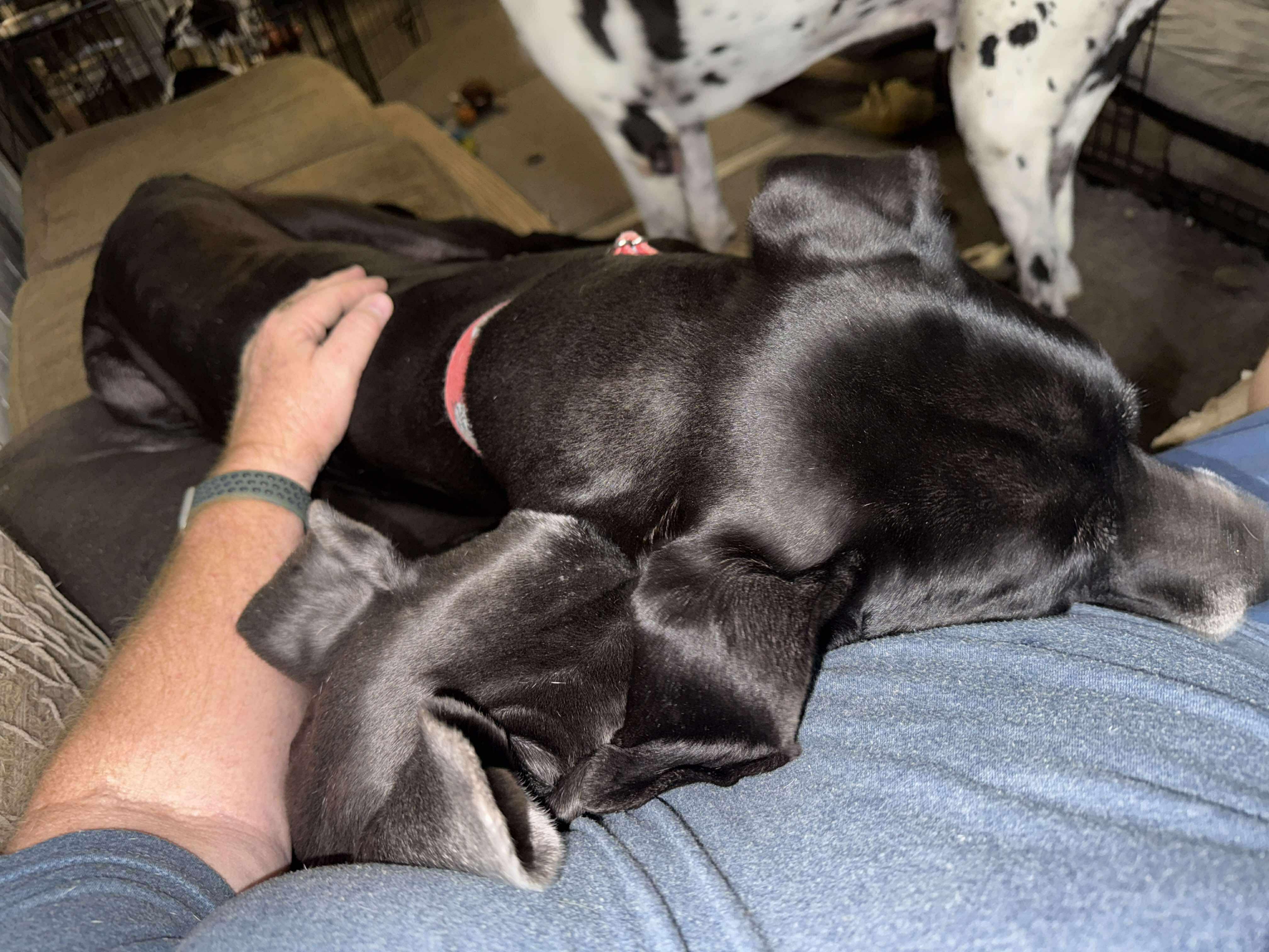 Maurice aka Mo, a Adoptable Great Dane in Pensacola, FL image 3/5