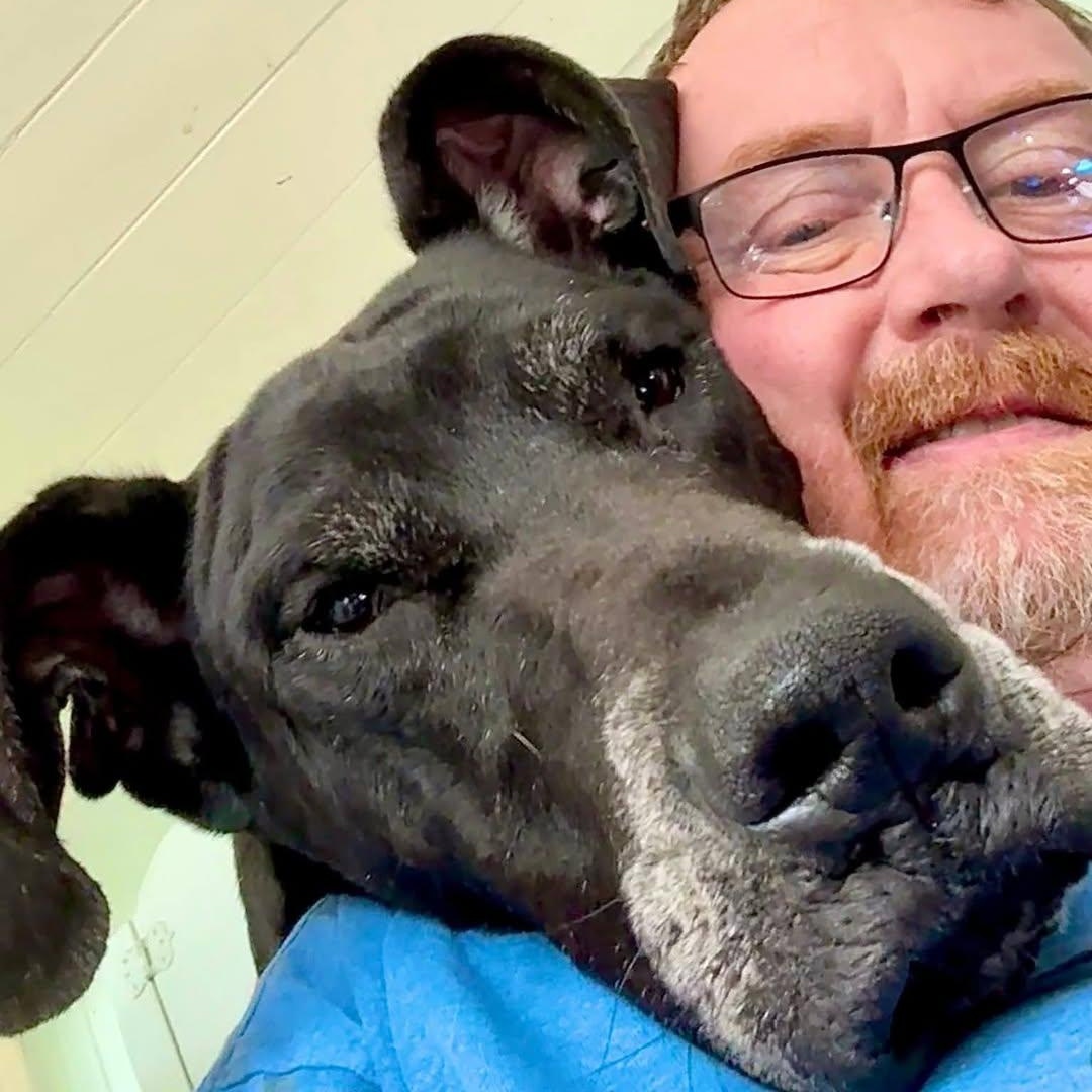Maurice aka Mo, Adoptable, Adult Male Great Dane.