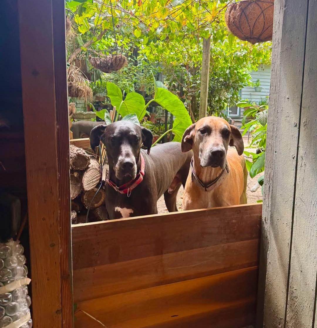 Enlarge Maurice aka Mo, a Adoptable Great Dane in Pensacola, FL image 5/6
