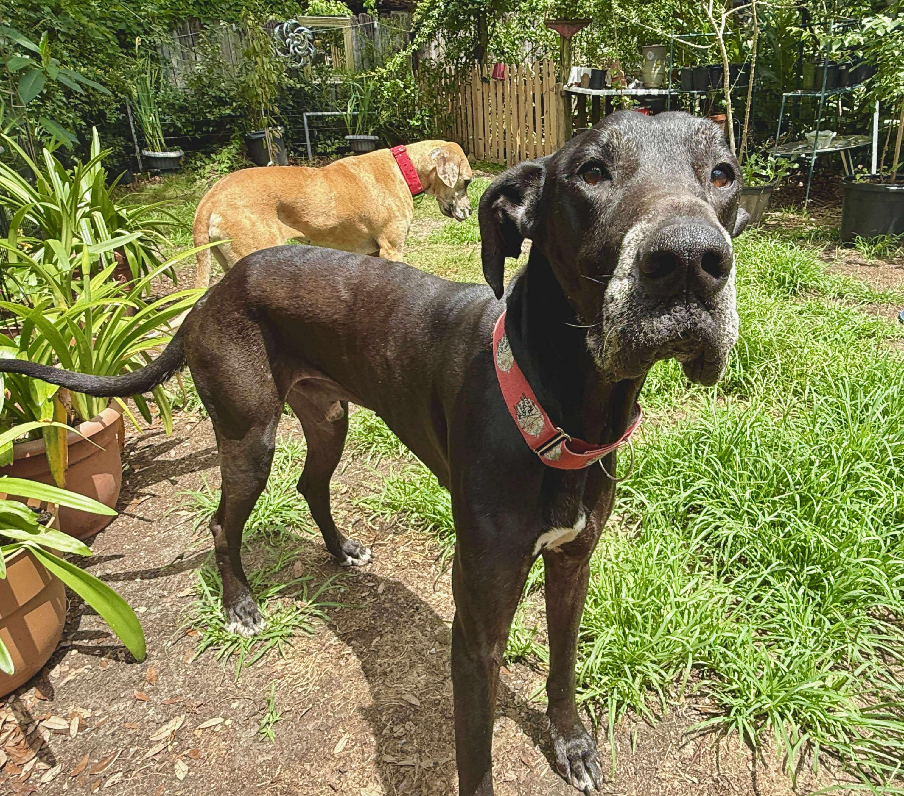 Maurice aka Mo, a Adoptable Great Dane in Pensacola, FL image 4/5