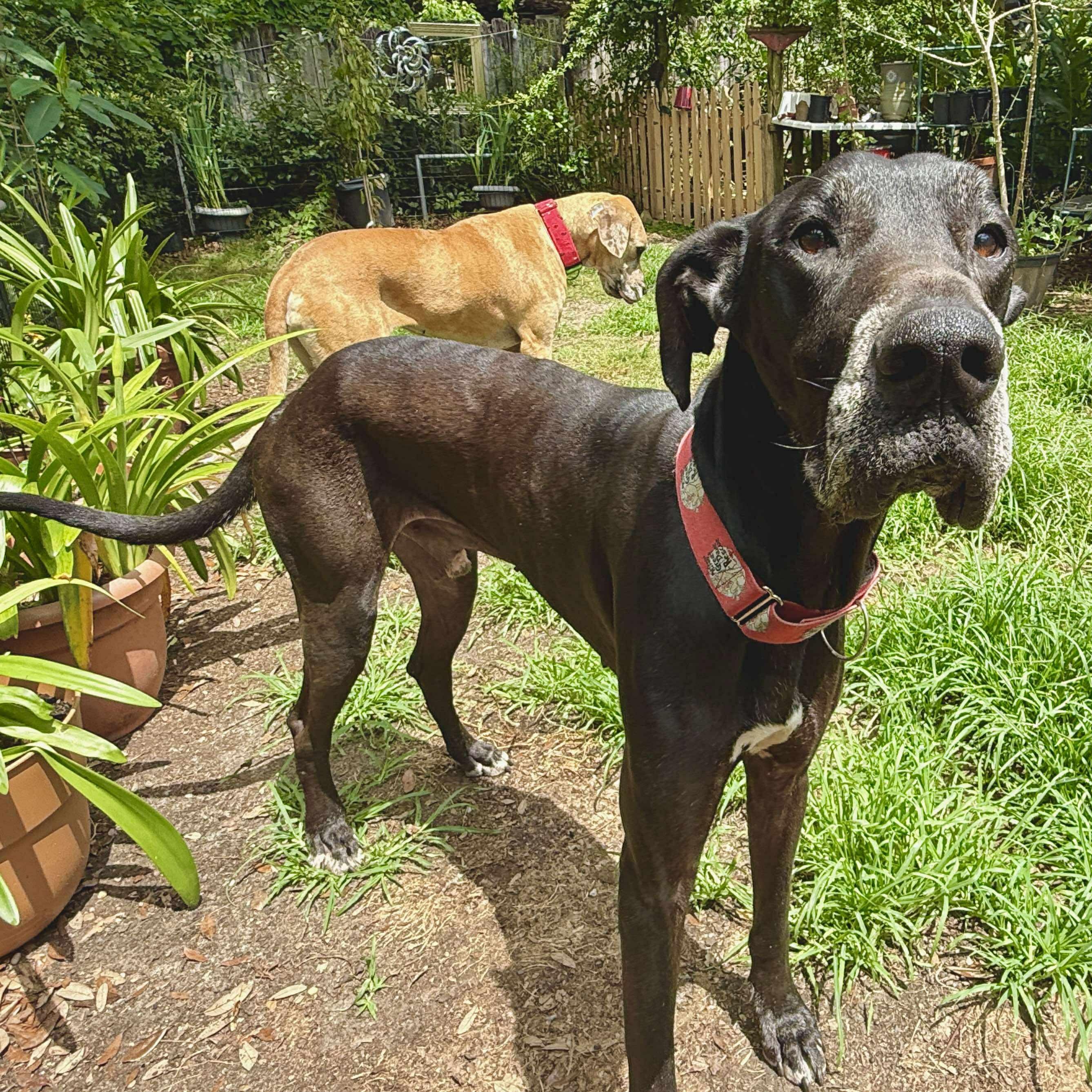 Enlarge Maurice aka Mo, a Adoptable Great Dane in Pensacola, FL image 6/6