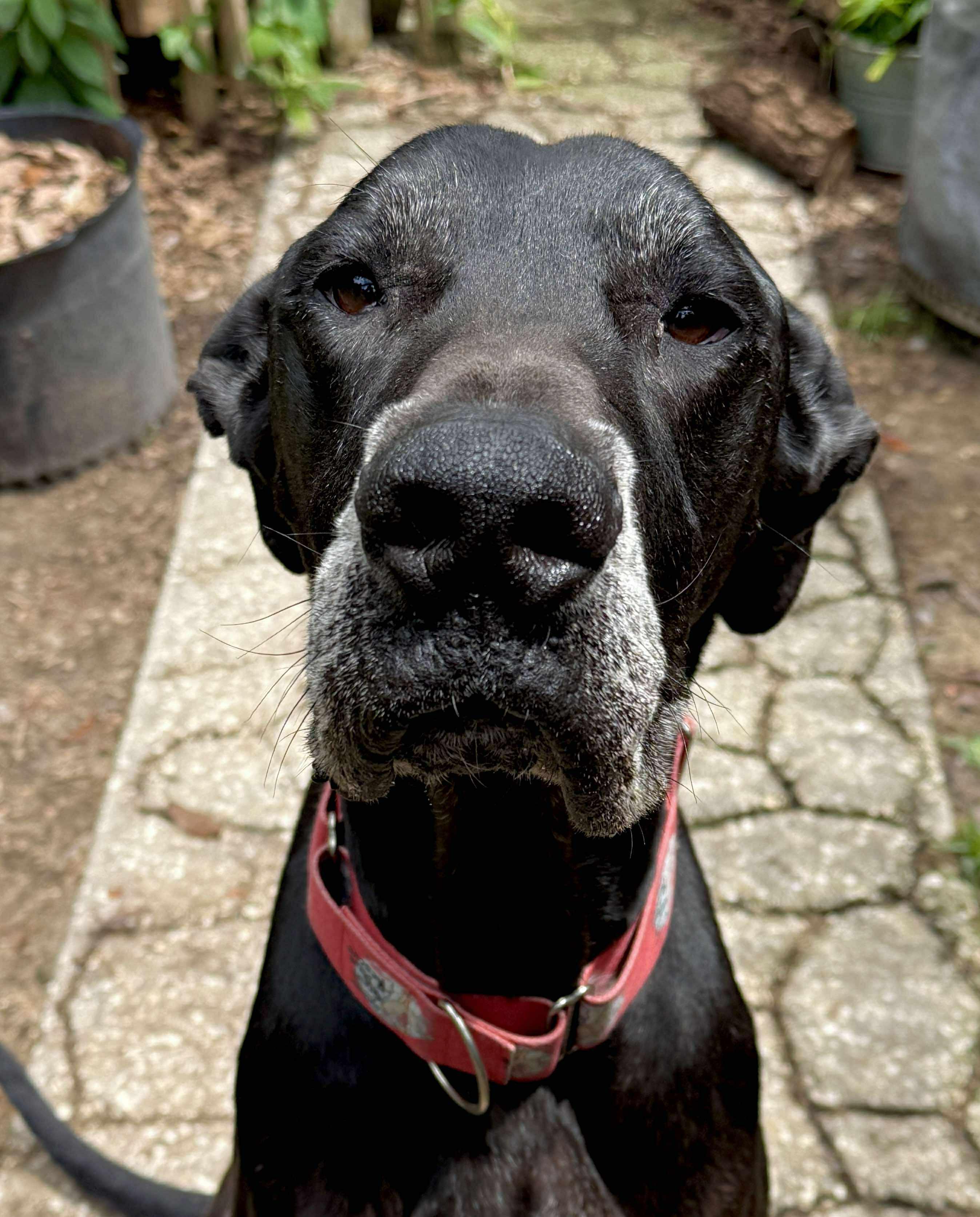 Maurice aka Mo, a Adoptable Great Dane in Pensacola, FL image 5/5