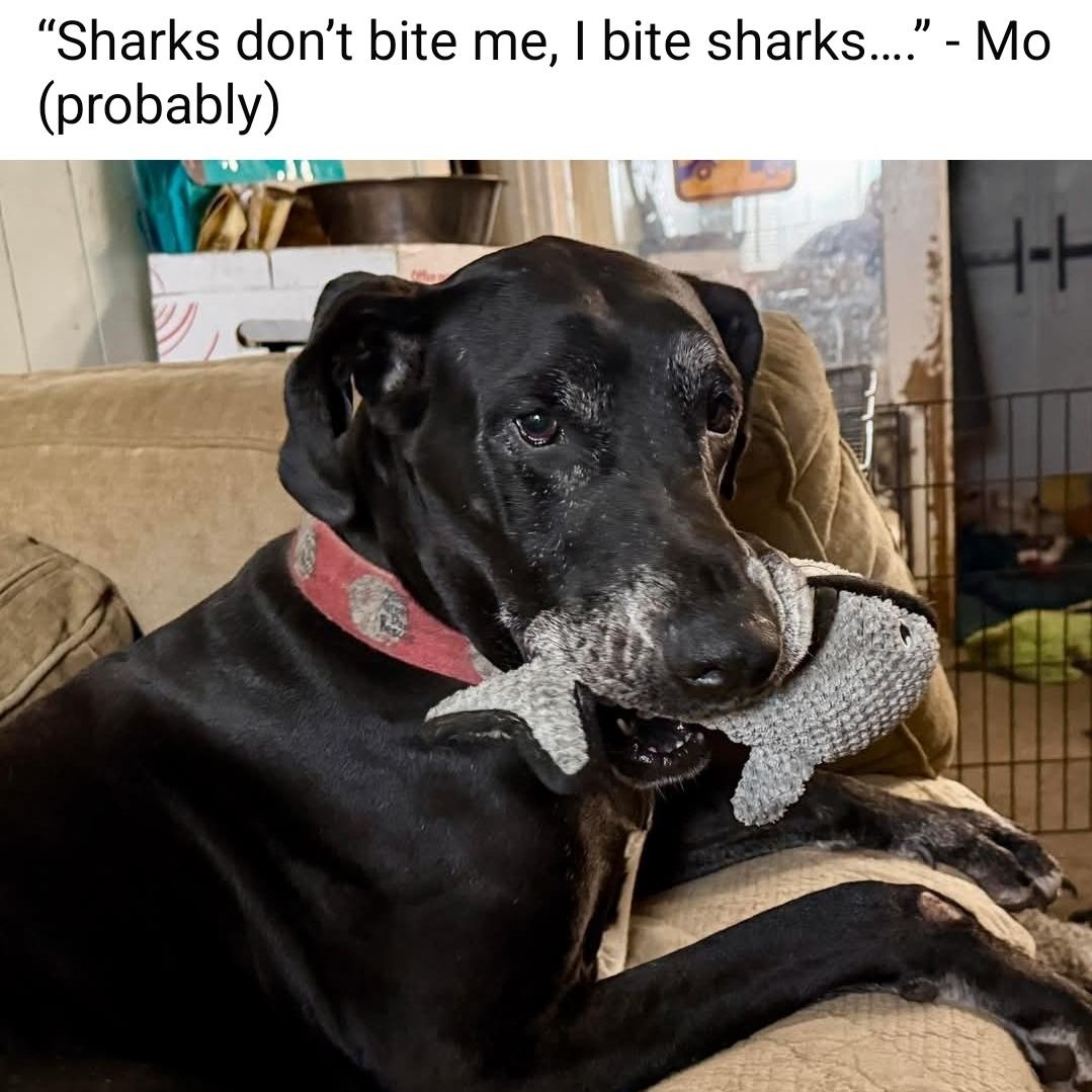 Enlarge Maurice aka Mo, a Adoptable Great Dane in Pensacola, FL image 2/6