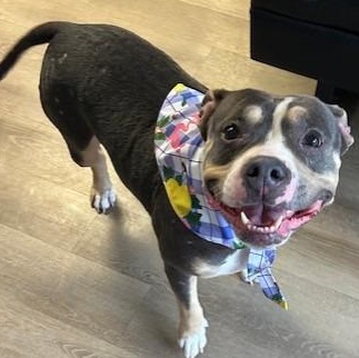 Enlarge Violet, a Adoptable mixed breed in Triadelphia, WV image 1/1