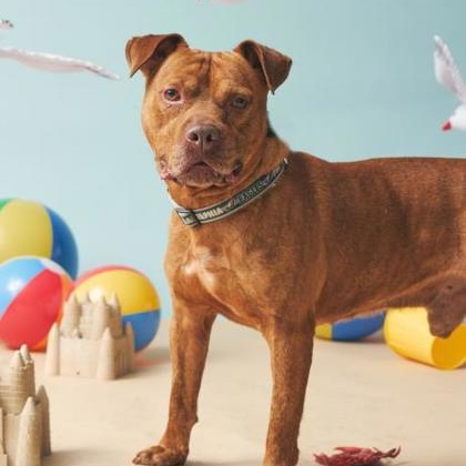 Ramsey, a Adoptable Pit Bull Terrier in Philadelphia, PA image 1/4