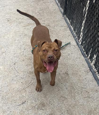 Ramsey, a Adoptable Pit Bull Terrier in Philadelphia, PA image 2/3