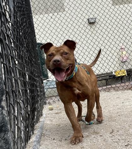 Ramsey, a Adoptable Pit Bull Terrier in Philadelphia, PA image 3/3