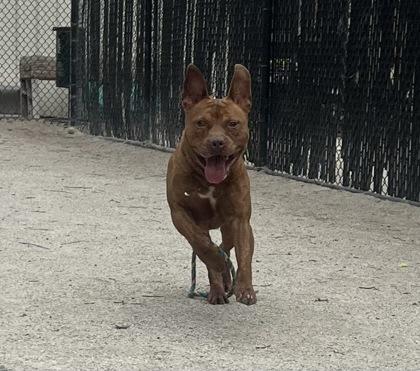 Ramsey, Adoptable, Adult Male Pit Bull Terrier.