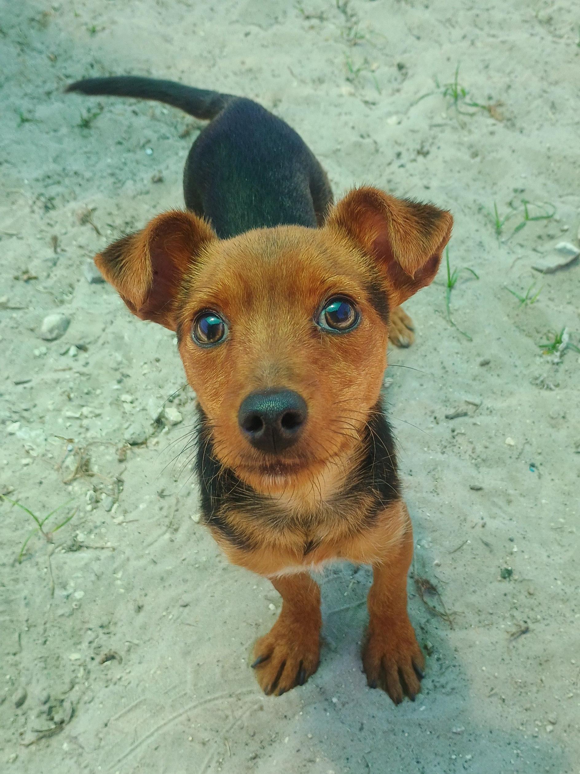 Dave, adopted, Young Male Terrier.
