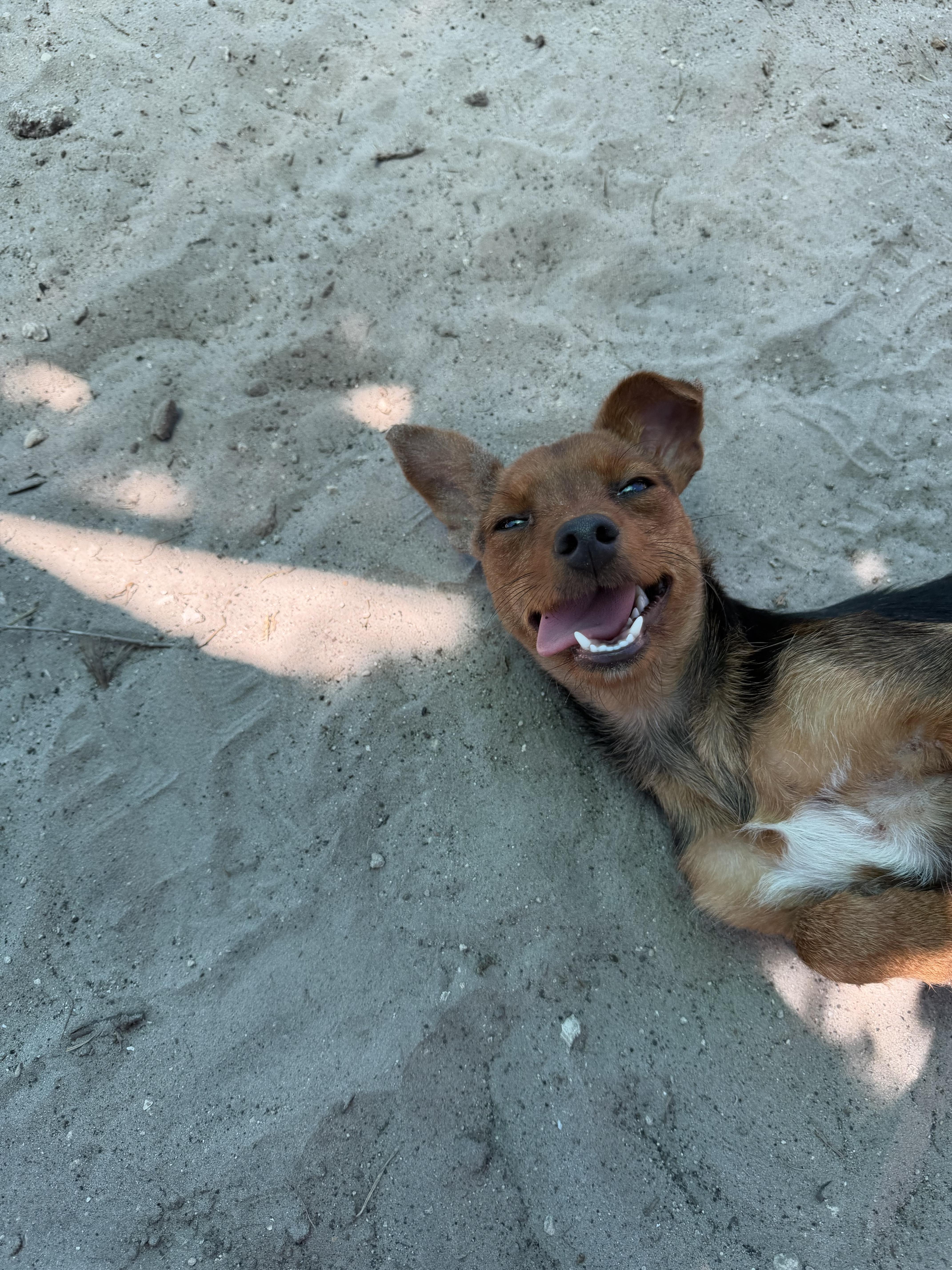 Dave, an adopted mixed breed in New Port Richey, FL image 2/3