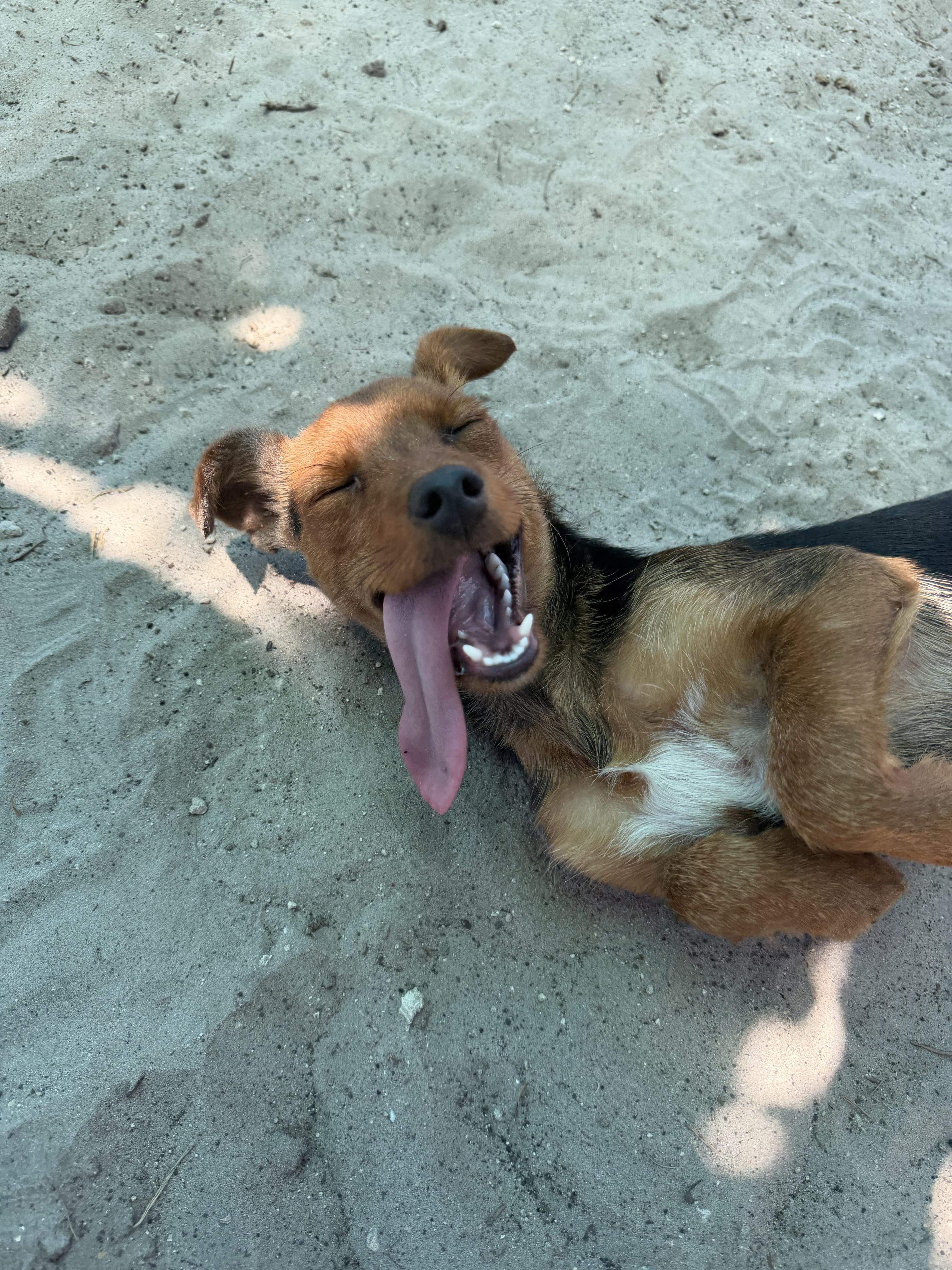 Dave, an adopted mixed breed in New Port Richey, FL image 3/3