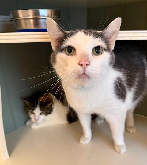 Moe, ADOPTABLE, Adult Male Domestic Short Hair.