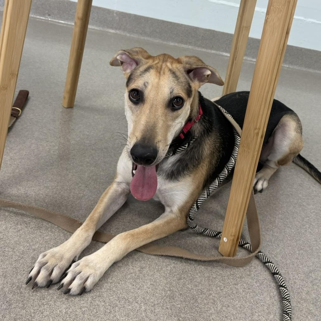 Betsy, a ADOPTABLE mixed breed in Eatontown, NJ image 4/6