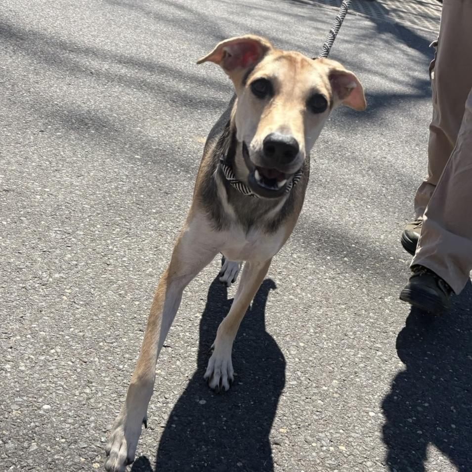 Betsy, a ADOPTABLE mixed breed in Eatontown, NJ image 6/6