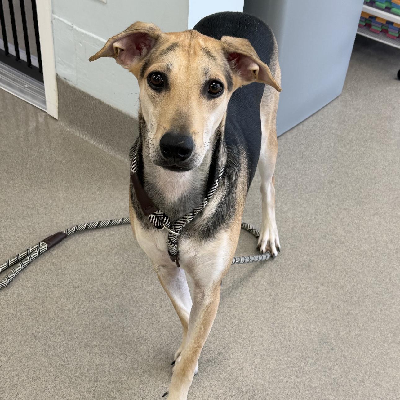 Betsy, a ADOPTABLE mixed breed in Eatontown, NJ image 5/6