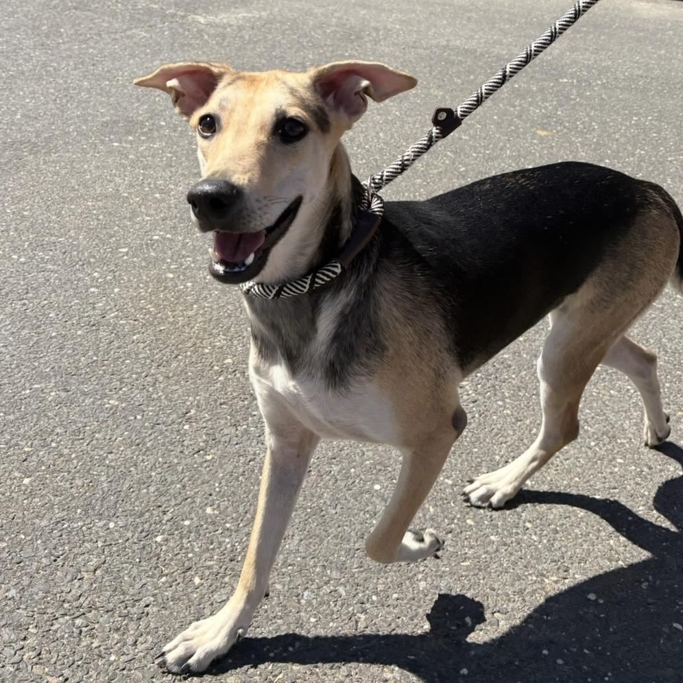 Betsy, a ADOPTABLE mixed breed in Eatontown, NJ image 2/6