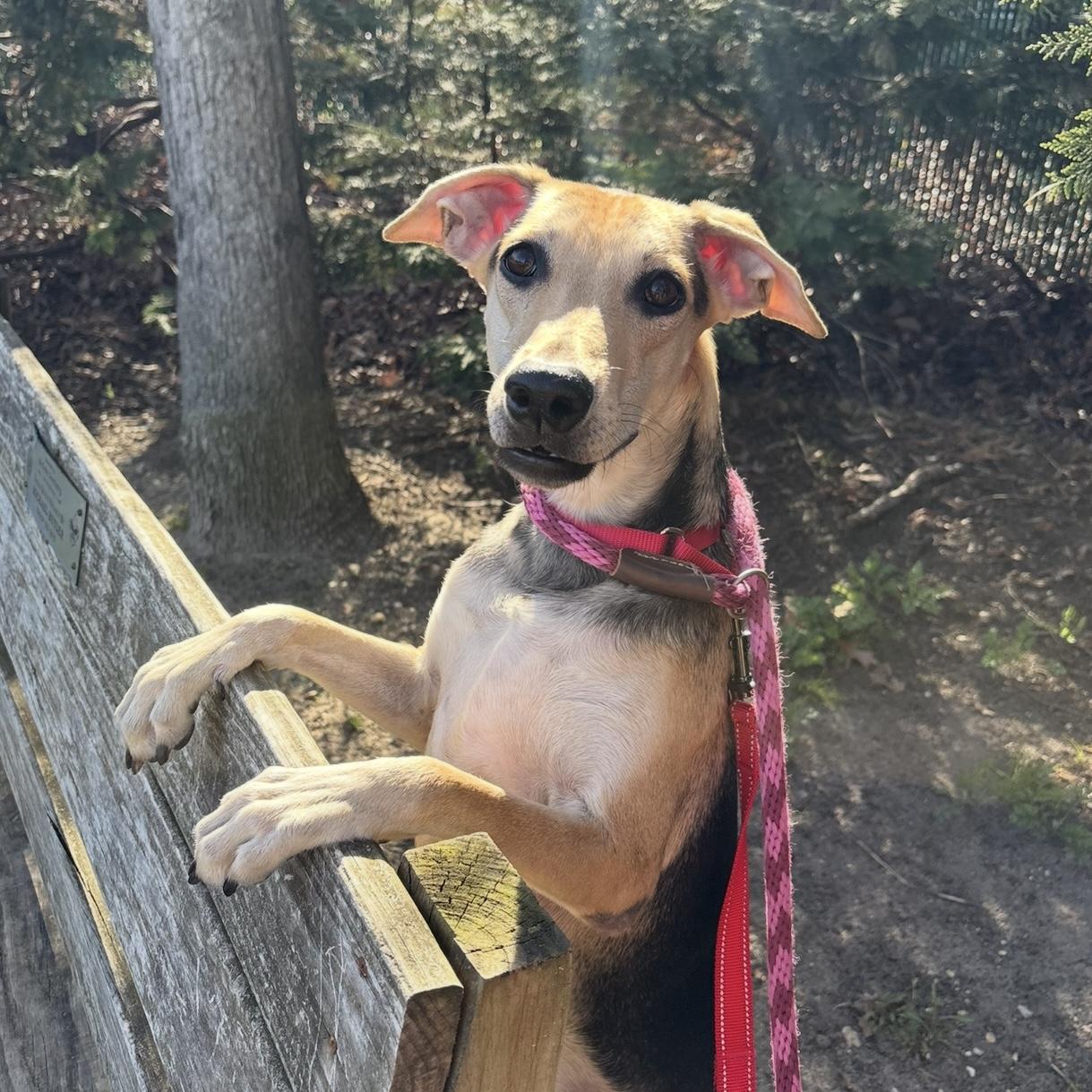 Betsy, ADOPTABLE, Adult Female Shepherd & Mixed Breed.
