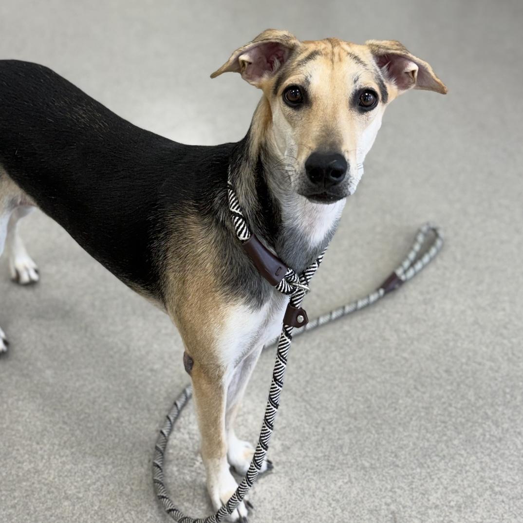 Betsy, a ADOPTABLE mixed breed in Eatontown, NJ image 3/6