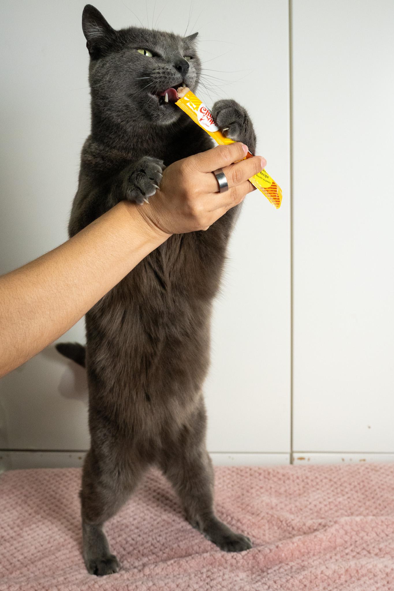 Enlarge Harmony, a Adopted Domestic Short Hair in Los Angeles, CA image 4/4