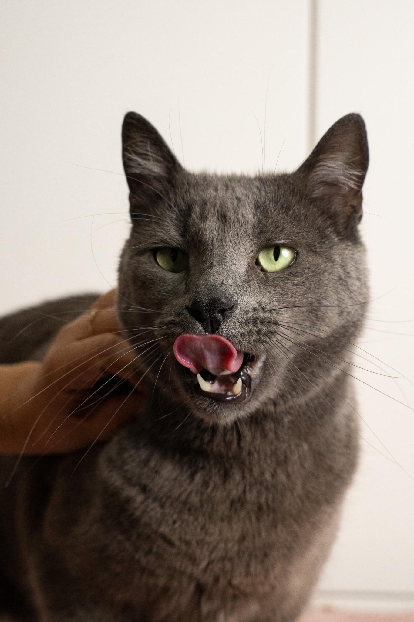 Enlarge Harmony, a Adopted Domestic Short Hair in Los Angeles, CA image 2/4