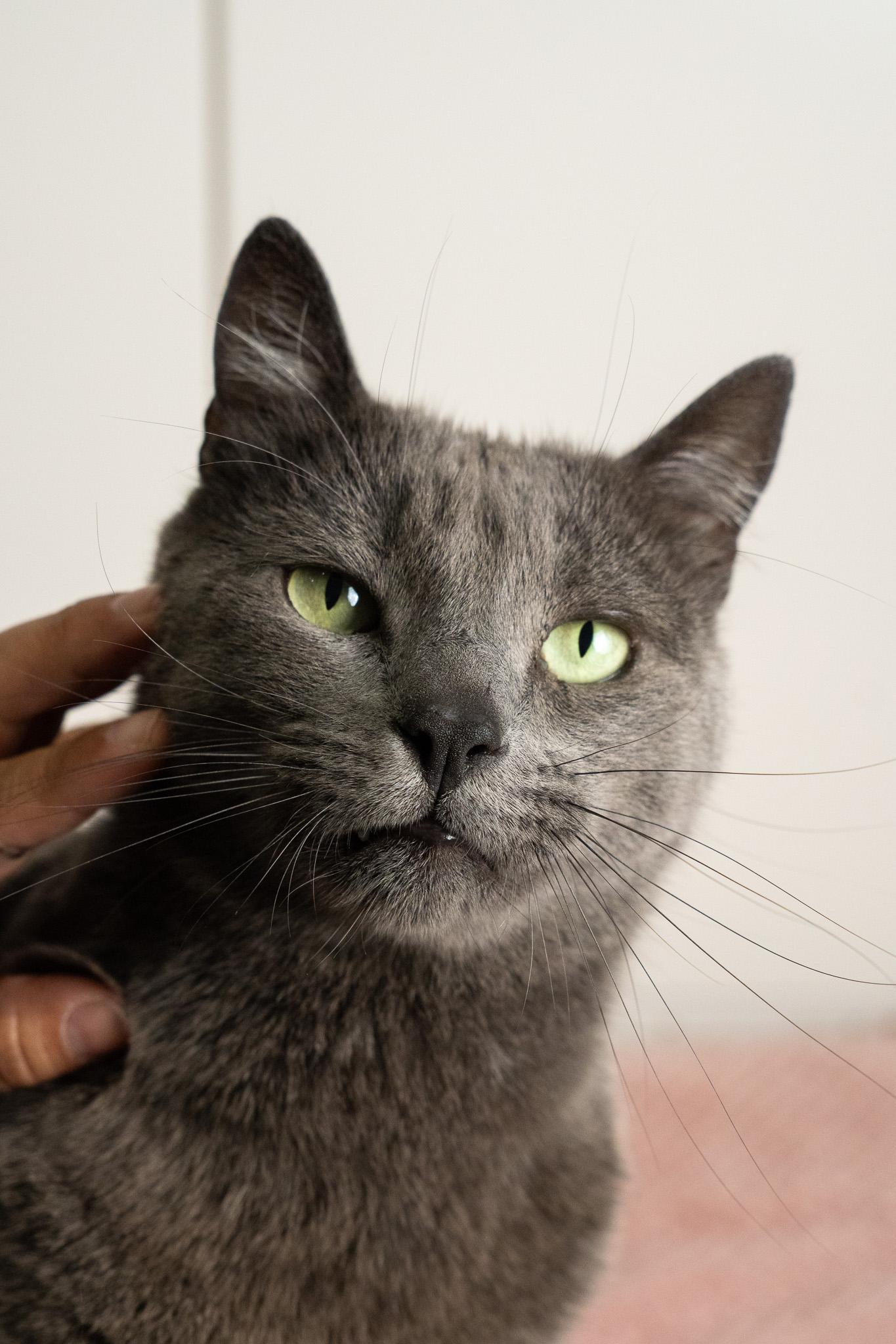 Harmony, Adopted, Adult Male Domestic Short Hair.