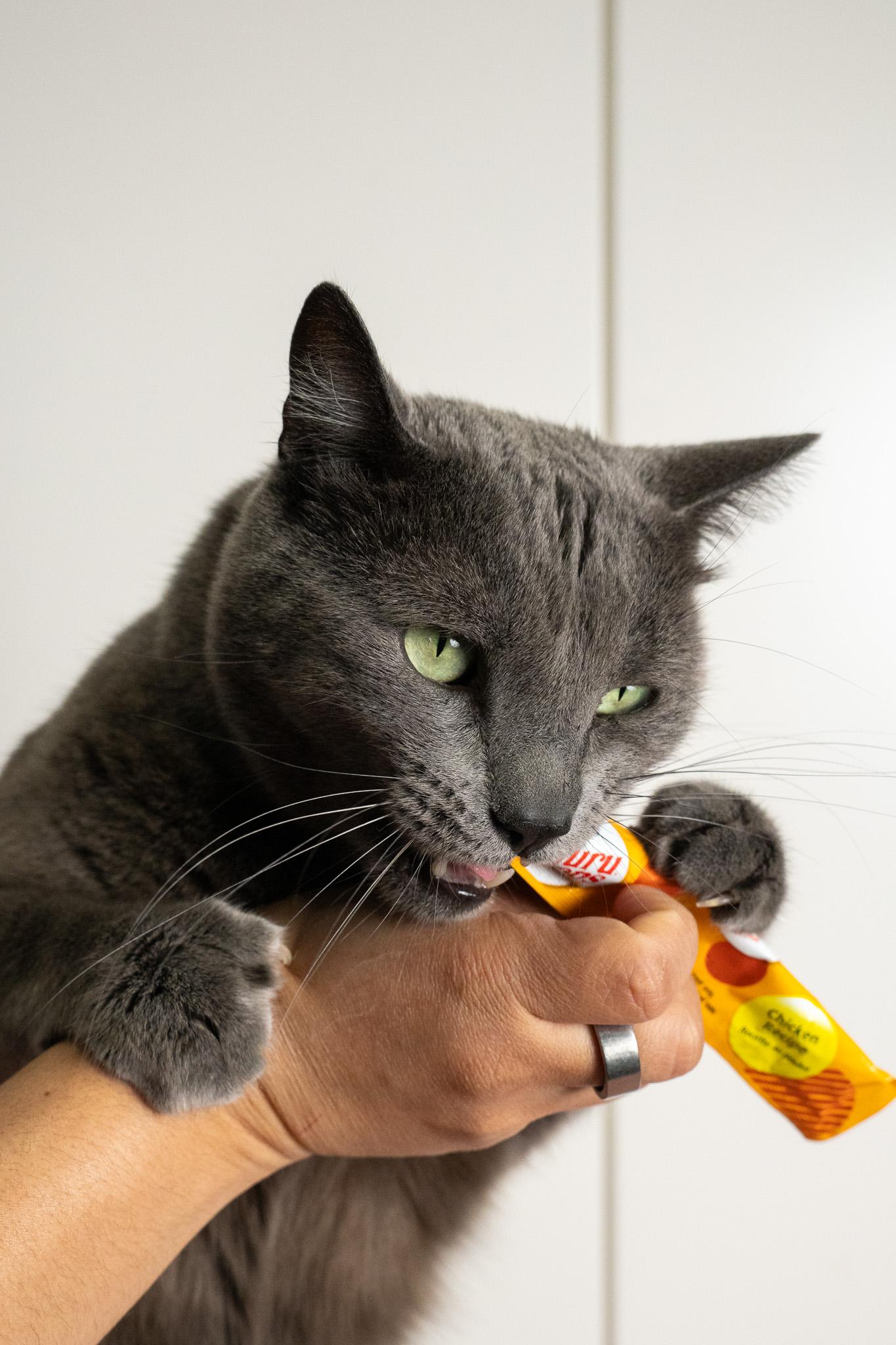 Enlarge Harmony, a Adopted Domestic Short Hair in Los Angeles, CA image 3/4