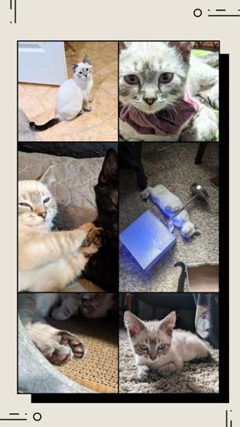 Enlarge Cream, an adoptable Domestic Short Hair in Kearney, NE image 1/1