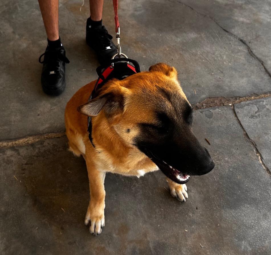 Nutella (3), an adoptable Shepherd in Mexicali, BCN, 21280 | Photo Image 3