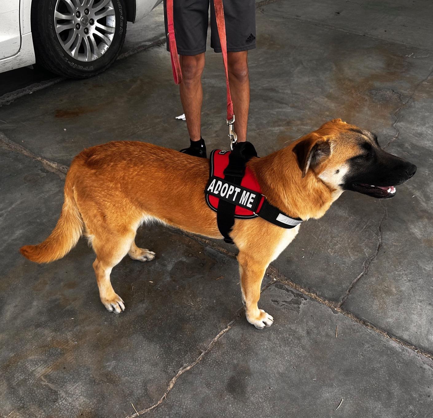 Nutella (3), an adoptable Shepherd in Mexicali, BCN, 21280 | Photo Image 2