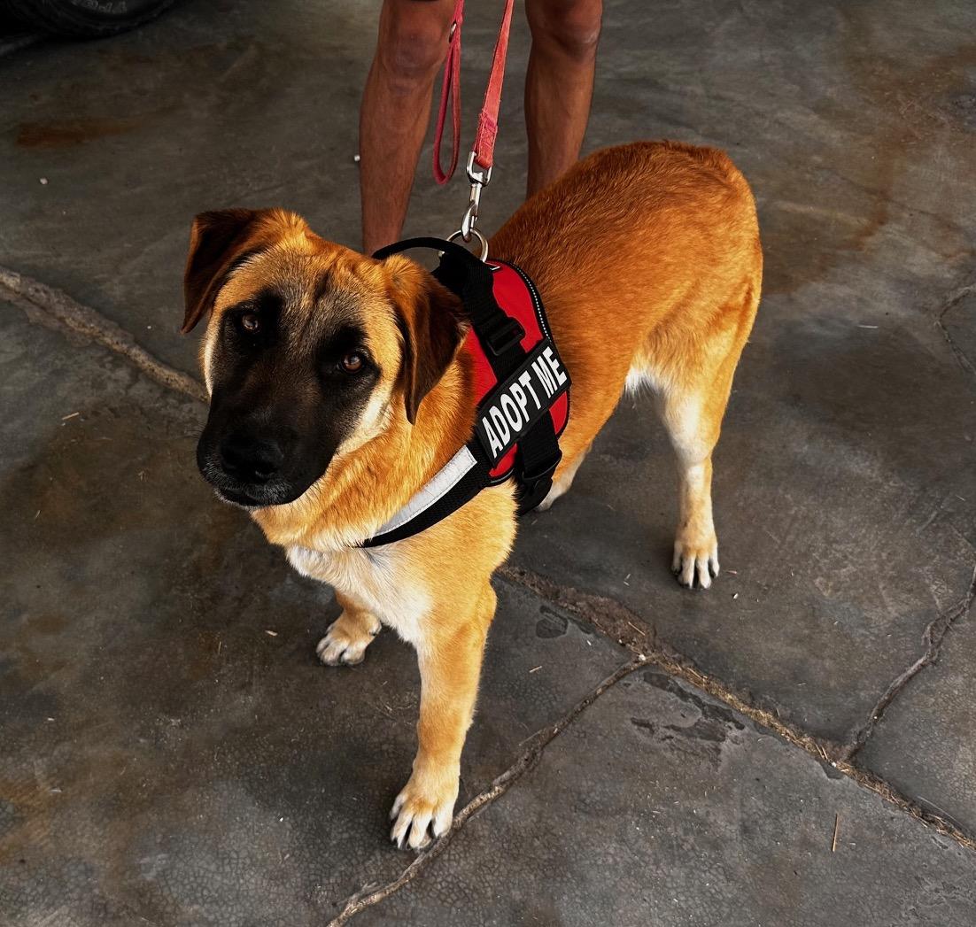Nutella (3), an adoptable Shepherd in Mexicali, BCN, 21280 | Photo Image 1