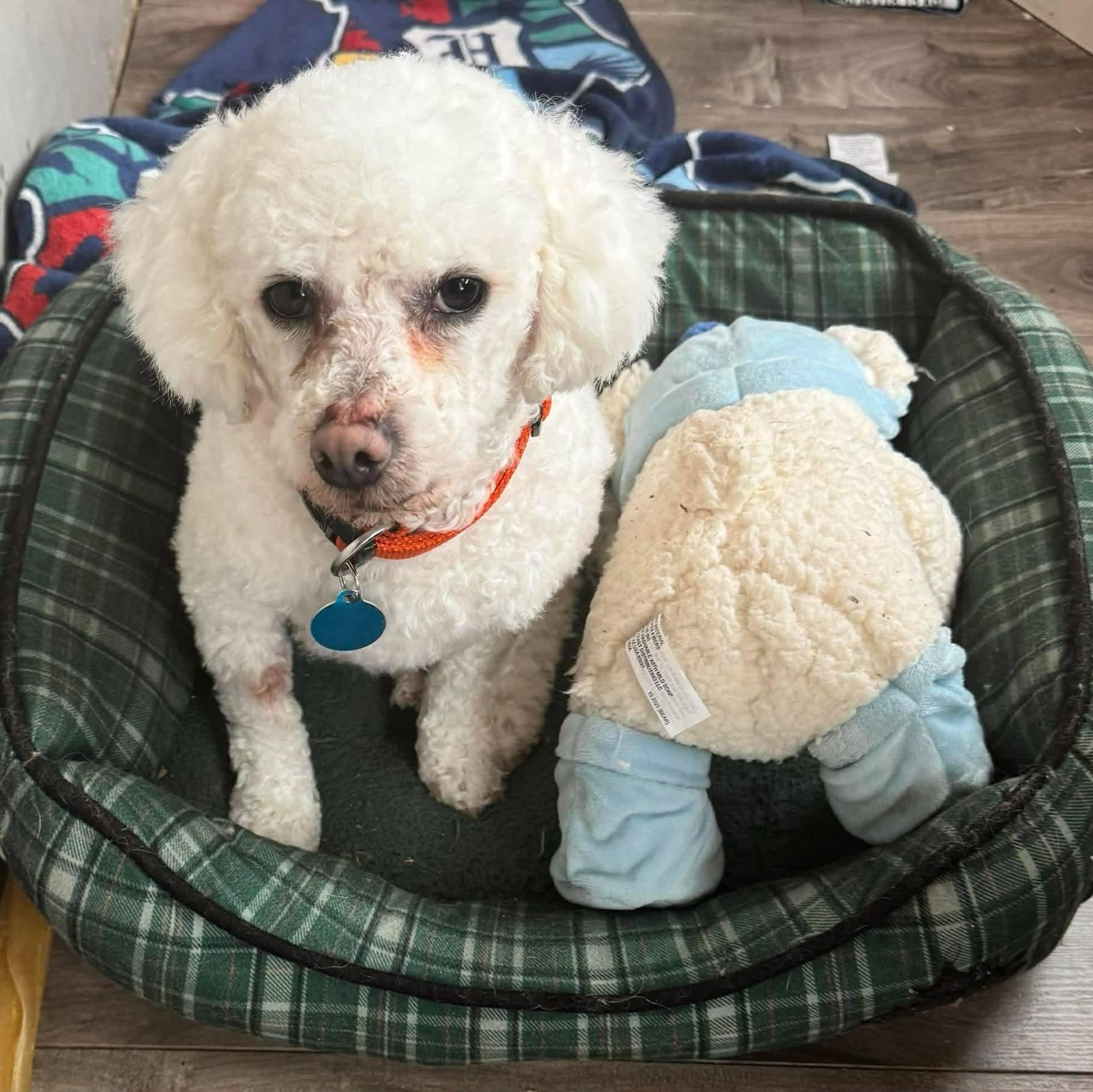 Enlarge Beau, a ADOPTABLE Bichon Frise in St Thomas, ON image 1/4